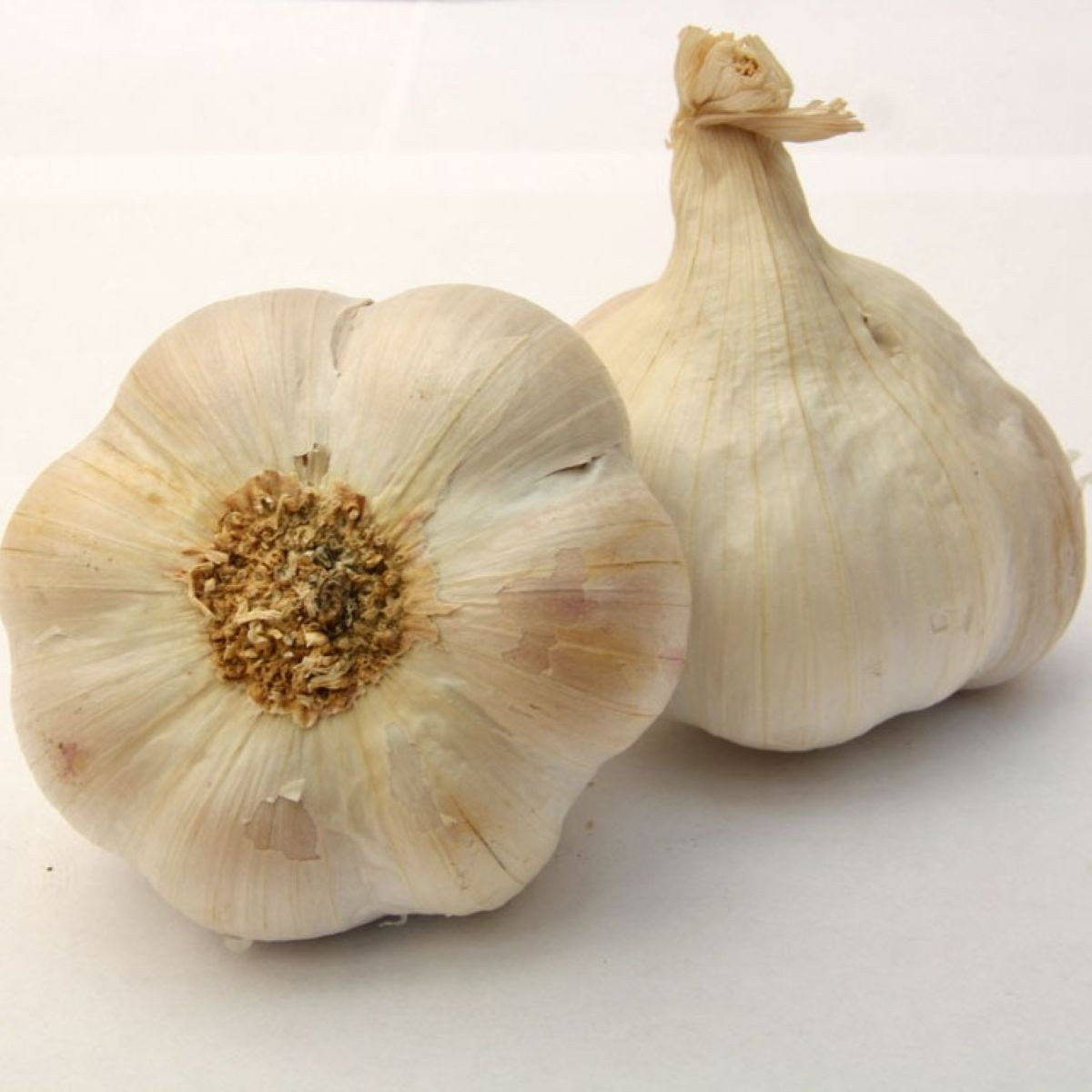 Sadbový cesnak Lukan - Allium sativum - nepaličiak - cibule cesnaku - 1 balenie