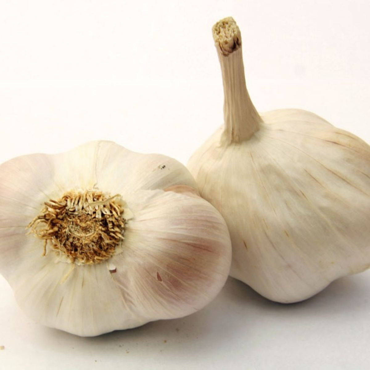 Sadbový cesnak Japo II - Allium sativum - nepaličiak - cibule cesnaku - 1 balenie
