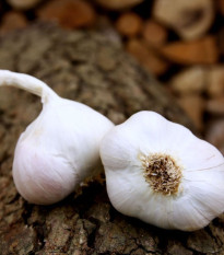 Sadbový cesnak Japo II - Allium sativum - nepaličiak - cibule cesnaku - 1 balenie