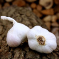 Sadbový cesnak Japo II - Allium sativum - nepaličiak - cibule cesnaku - 1 balenie