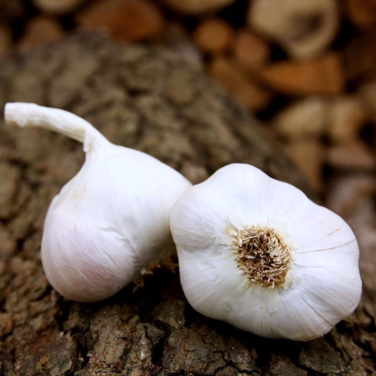 Sadbový cesnak Japo II - Allium sativum - nepaličiak - cibule cesnaku - 1 balenie