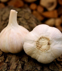 Sadbový cesnak Havel - Allium sativum - paličiak - 1 balenie