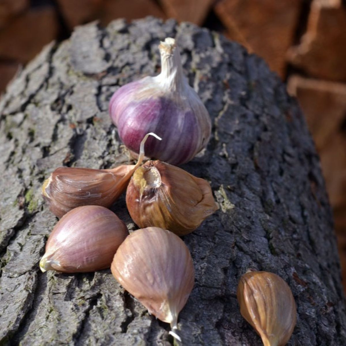 Sadbový cesnak Janko - Allium sativum - paličák - 1 balenie