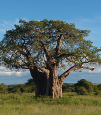 Baobab africký - Adansonia digitata - semená - 6 ks