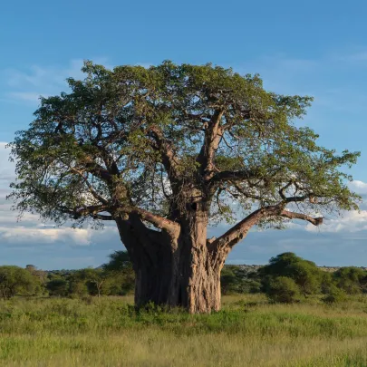 Baobab africký - Adansonia digitata - semená - 6 ks