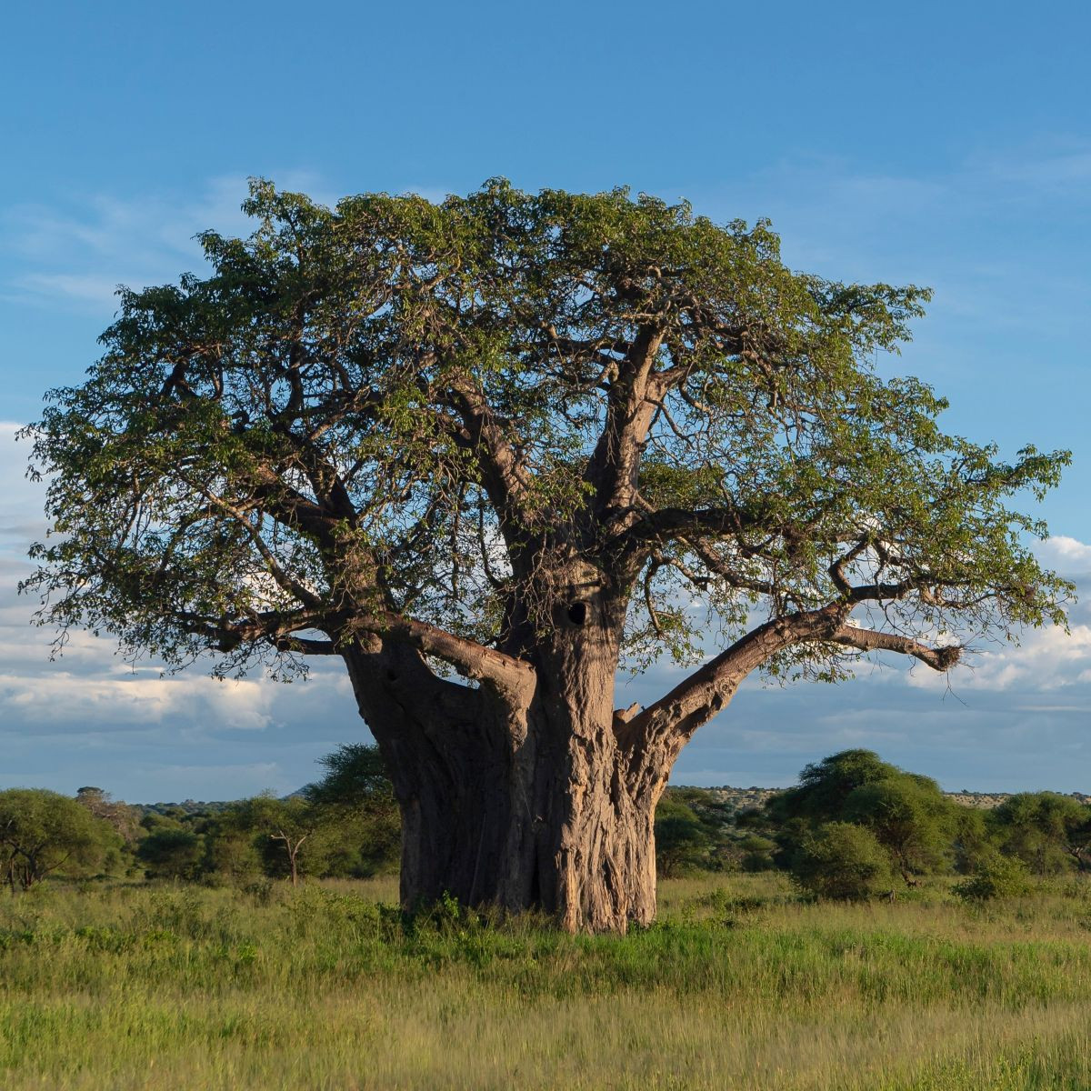 Baobab africký - Adansonia digitata - semená - 6 ks