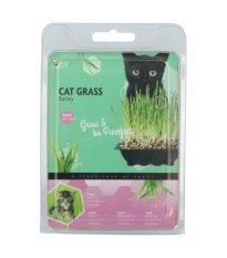 Buzzy - Mačacia tráva na domáce pestovanie - Pieterpik - pestovateľská sada - 50 g