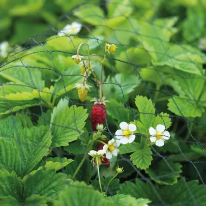 Buzzy - Ochranná sieť proti vtákom - ochrana rastlín - Pieterpik - 2 x 5 m - 1 ks