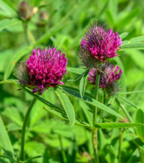 Ďatelina alpínska - Trifolium alpestre - semená - 100 ks