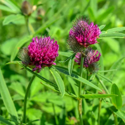 Ďatelina alpínska - Trifolium alpestre - semená - 100 ks