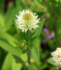 Ďatelina horská - Trifolium montanum - semená - 100 ks