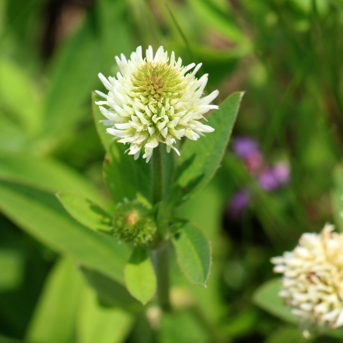 Ďatelina horská - Trifolium montanum - semená - 100 ks