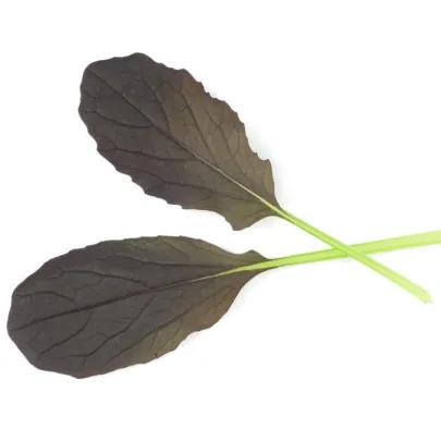 Mizuna Red Empire F1 - Brassica rapa var. japonica - semená - 400 ks