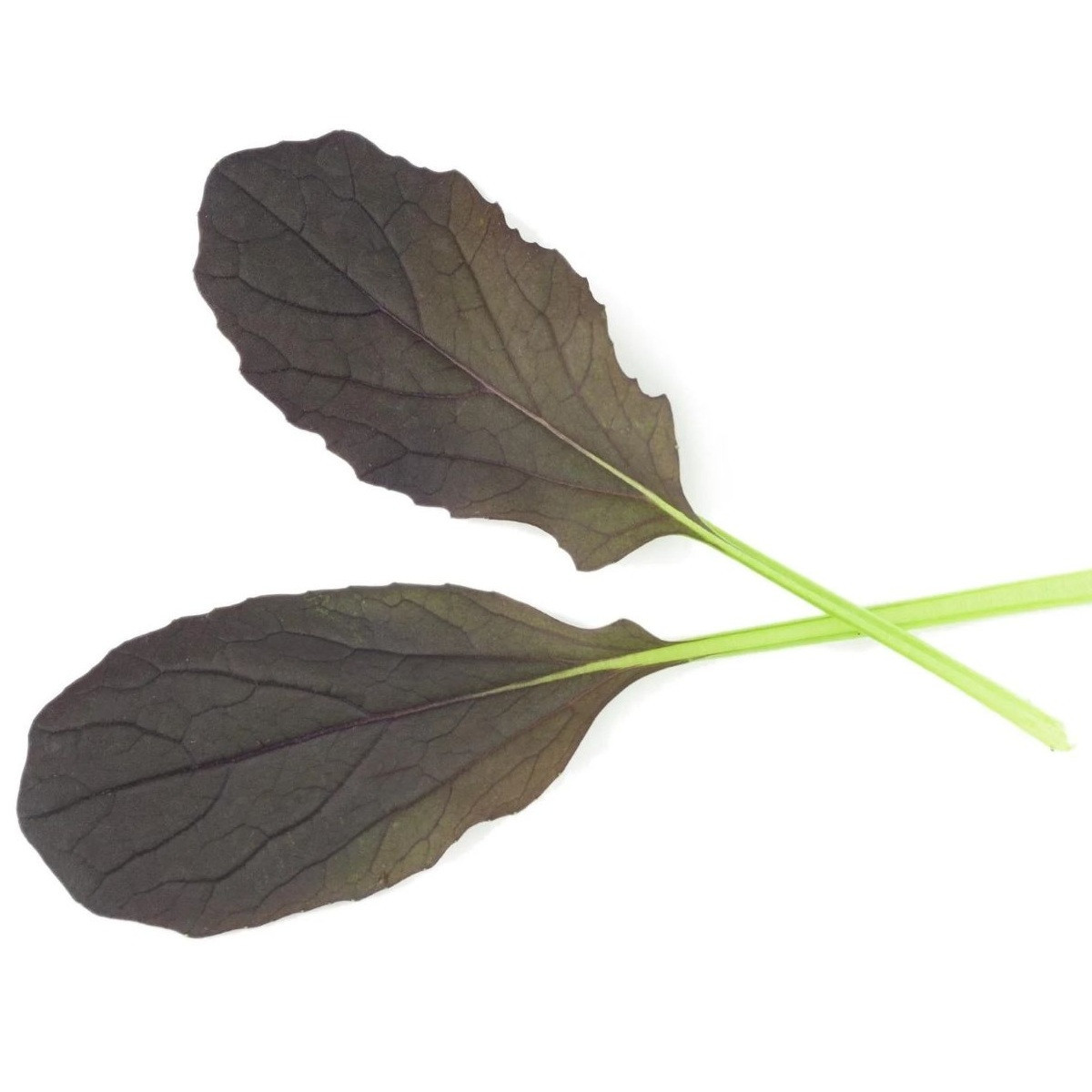 Mizuna Red Empire F1 - Brassica rapa var. japonica - semená - 400 ks