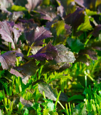Mizuna Red Empire F1 - Brassica rapa var. japonica - semená - 400 ks