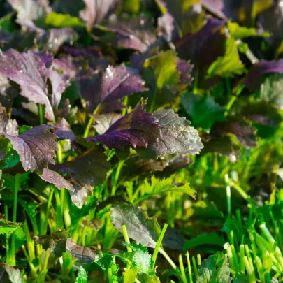 Mizuna Red Empire F1 - Brassica rapa var. japonica - semená - 400 ks