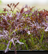 BIO Horčica Moutarde Rouge Metis - Brassica juncea - bio semená - 100 ks