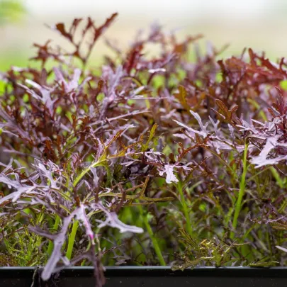 BIO Horčica Moutarde Rouge Metis - Brassica juncea - bio semená - 100 ks