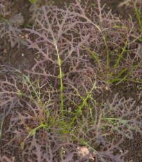 Horčica červená Red Frills - Brassica juncea - semená - 300 ks