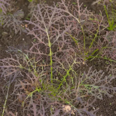 Horčica červená Red Frills - Brassica juncea - semená - 300 ks