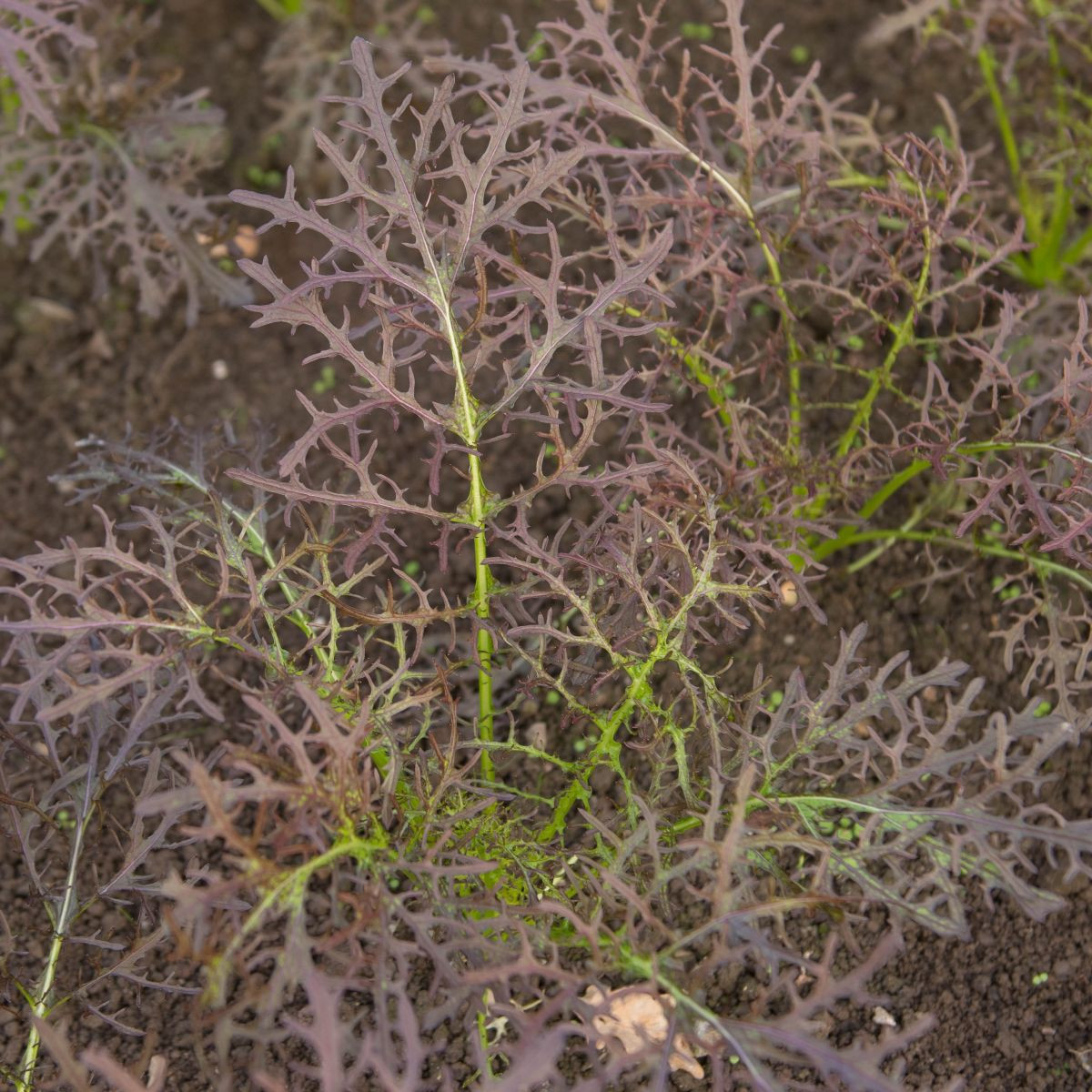 Horčica červená Red Frills - Brassica juncea - semená - 300 ks