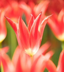 Tulipán Aladdin – oranžovočervená Tulipa