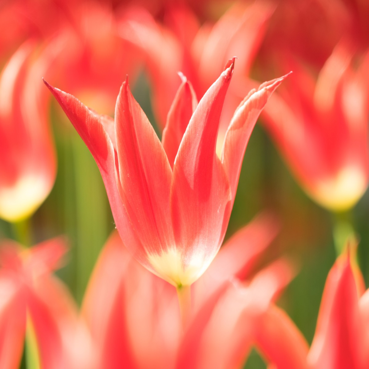 Tulipán Aladdin – oranžovočervená Tulipa