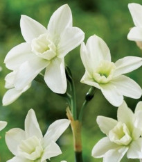 Narcis Polar Hunter – krémovobiely viackvetý narcis