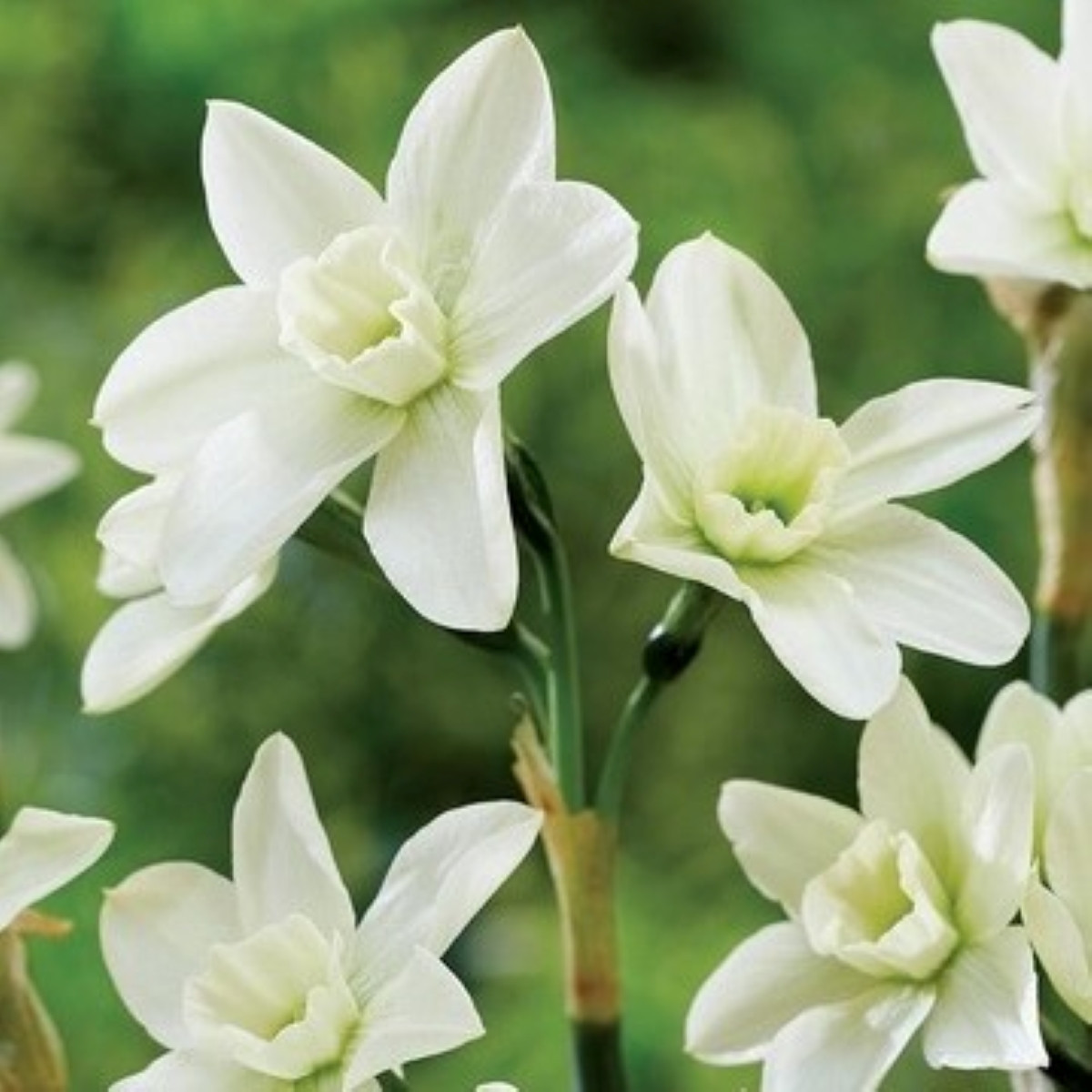 Narcis Polar Hunter – krémovobiely viackvetý narcis