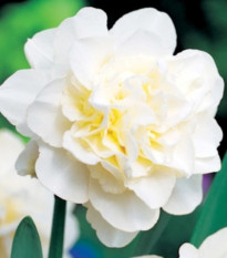 Narcis Obdam – biele plné kvety – cibule 3 ks