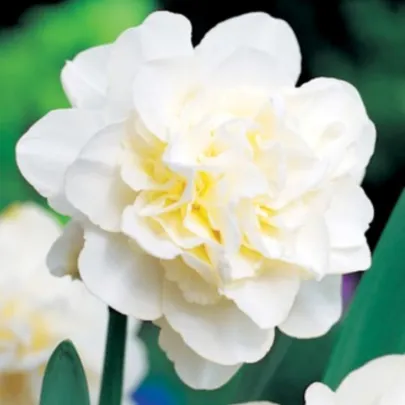 Narcis Obdam – biele plné kvety – cibule 3 ks