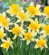 Narcis Lobularis – Narcissus – cibuľky – 3 ks