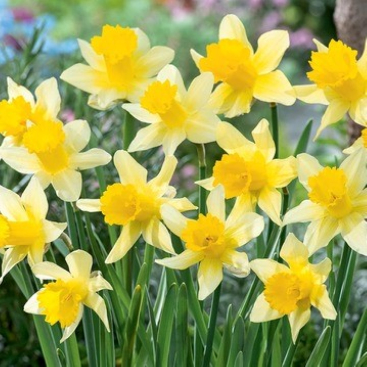 Narcis Lobularis – Narcissus – cibuľky – 3 ks