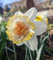 Narcis Petit Four – Narcissus – 3 cibuľky