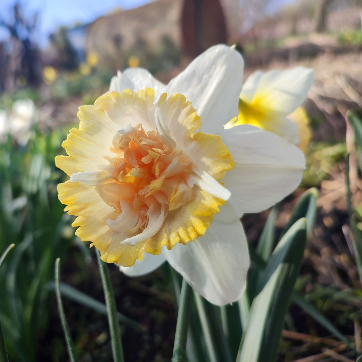 Narcis Petit Four – Narcissus – 3 cibuľky