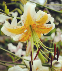 Ľalia Lady Alice – Lilium – cibuľa ázijskej ľalie