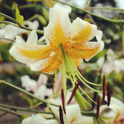 Ľalia Lady Alice – Lilium – cibuľa ázijskej ľalie