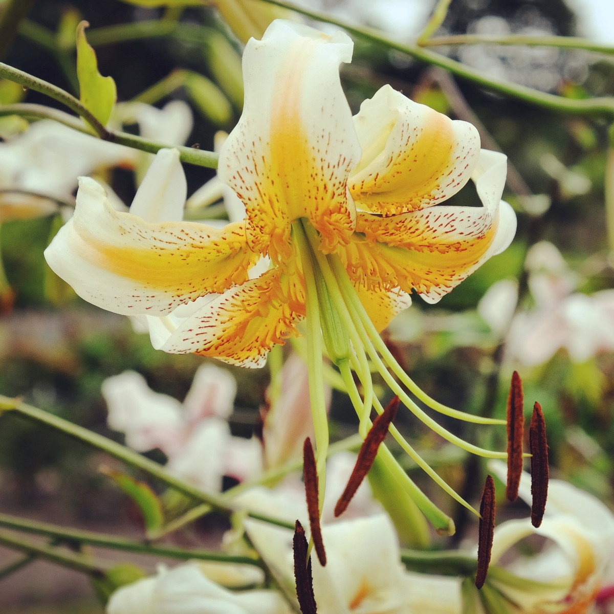 Ľalia Lady Alice – Lilium – cibuľa ázijskej ľalie