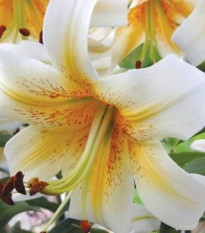 Ľalia Mister Cas – Lilium – cibuľa OT ľalie