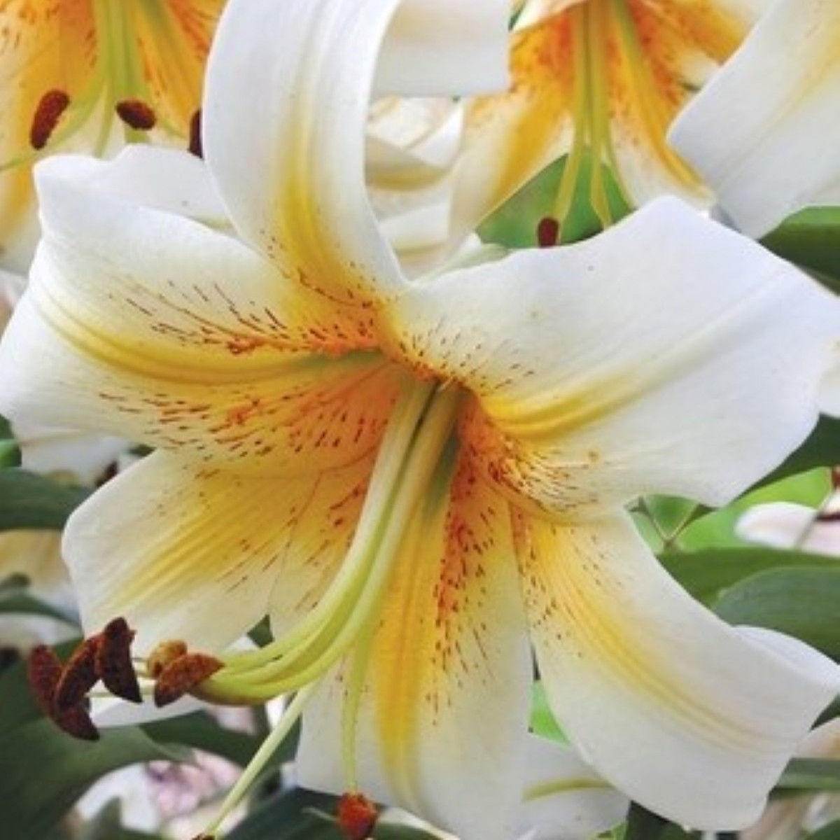 Ľalia Mister Cas – Lilium – cibuľa OT ľalie