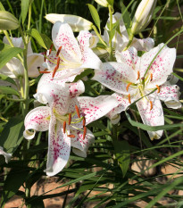 Ľalia Muscadet – Lilium – cibuľa orientálnej ľalie