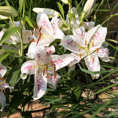Ľalia Muscadet – Lilium – cibuľa orientálnej ľalie