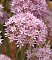 Cesnak Pink Jewel – Allium – cibuľky a pestovanie