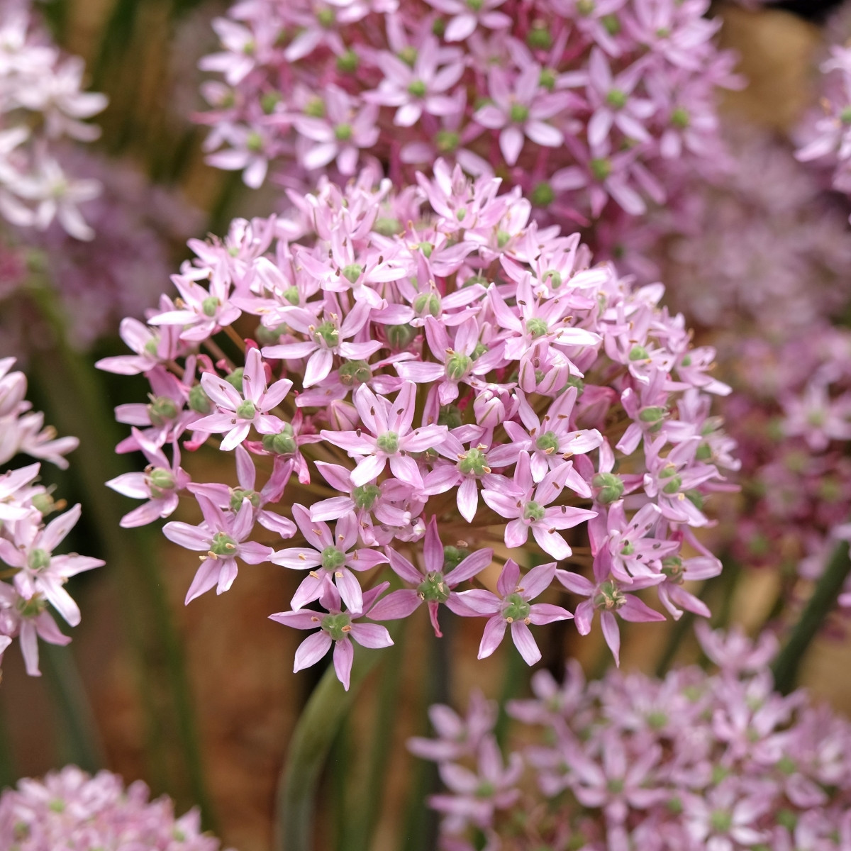 Cesnak Pink Jewel – Allium – cibuľky a pestovanie