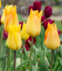 Tulipán Moonblush – cibuľoviny na výsadbu