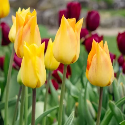 Tulipán Moonblush – cibuľoviny na výsadbu