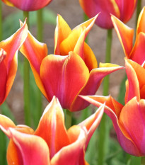 Tulipán Sonnet – cibuľoviny Tulipa