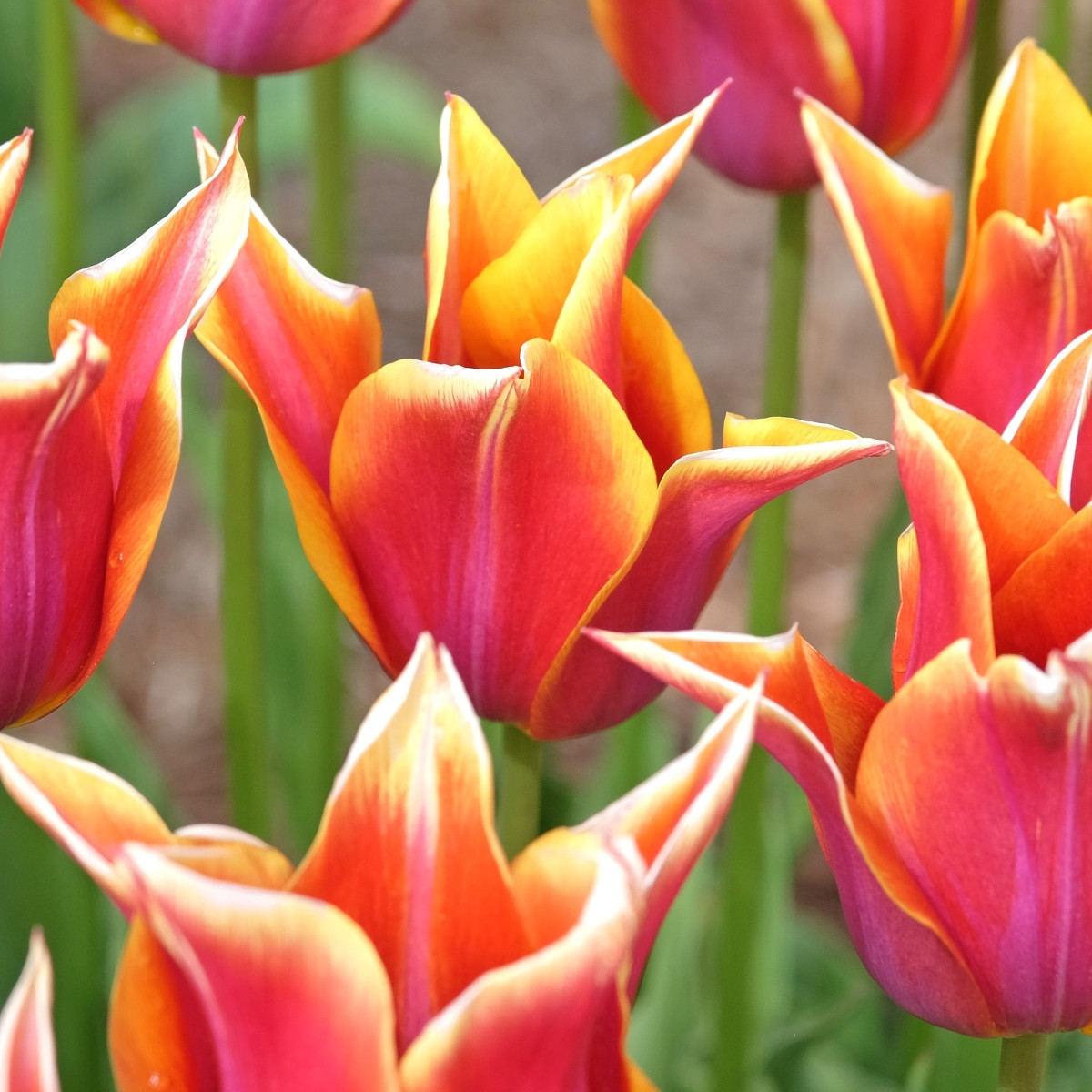 Tulipán Sonnet – cibuľoviny Tulipa