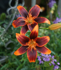 Ľalia Forever Susan – Lilium – cibuľa ľalie
