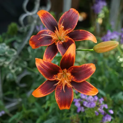Ľalia Forever Susan – Lilium – cibuľa ľalie